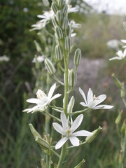 Ornithogalum narbonense