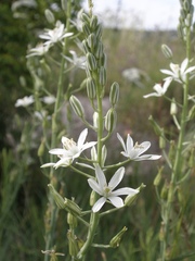 Ornithogalum narbonense