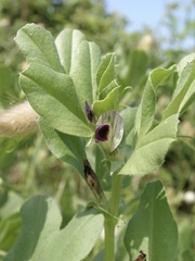 Vicia narbonensis
