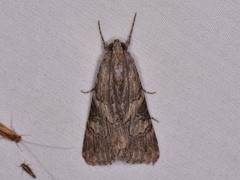 Melipotis jucunda