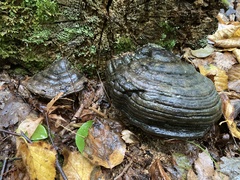 Fomes fomentarius