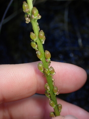 Triglochin maritima