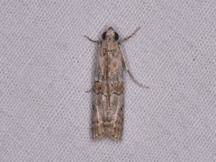 Zamagiria australella
