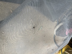 Crossopriza lyoni