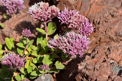 Grazielia brevipetiolata