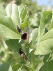 Vicia narbonensis