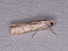 Zamagiria australella