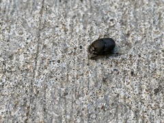 Onthophagus