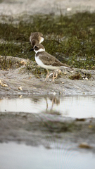 Charadrius wilsonia
