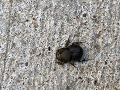 Onthophagus