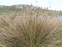 Juncus acutus