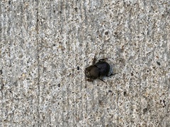 Onthophagus