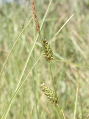 Carex extensa