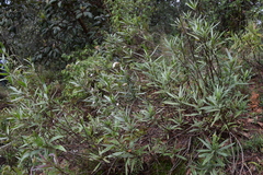 Stevia salicifolia