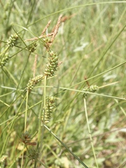 Carex extensa