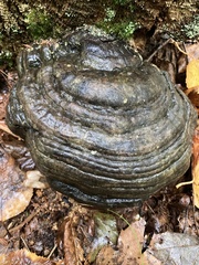 Fomes fomentarius