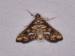 Hileithia magualis