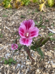 Clarkia
