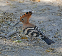 Upupa epops africana