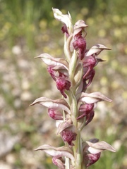 Anacamptis coriophora fragrans