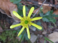 Ranunculus petiolaris