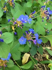Ceratostigma