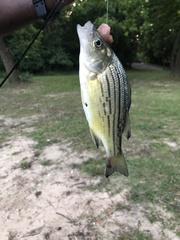 Morone mississippiensis