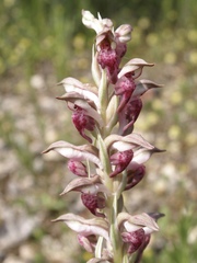 Anacamptis coriophora fragrans