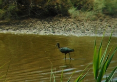 Plegadis falcinellus