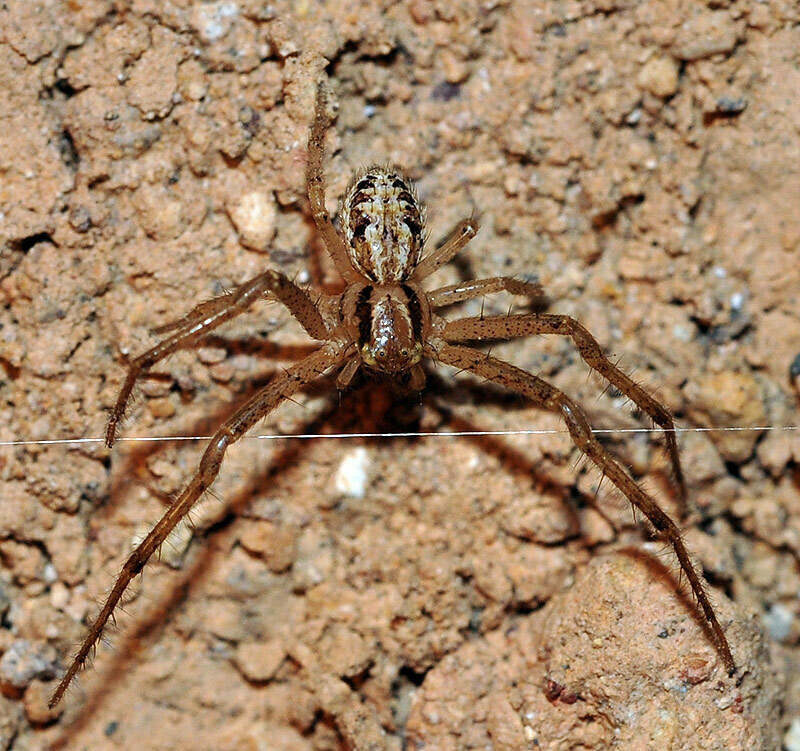Xysticus grallator