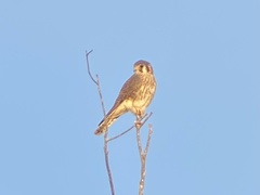 Falco sparverius sparverius