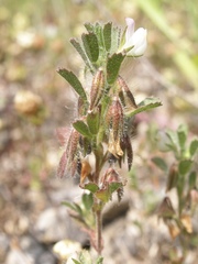 Ononis reclinata