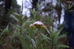 Stevia salicifolia