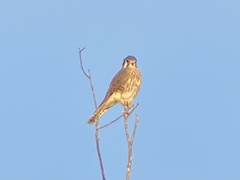 Falco sparverius sparverius