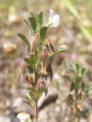 Ononis reclinata