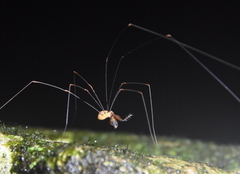Sclerosomatidae