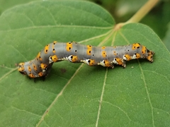 Tarache delecta
