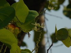 Bauhinia racemosa