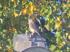 Falco sparverius sparverius
