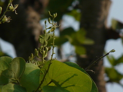 Bauhinia racemosa