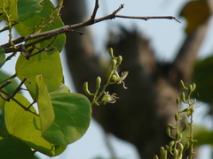 Bauhinia racemosa