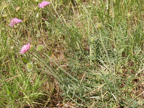 Knautia adriatica
