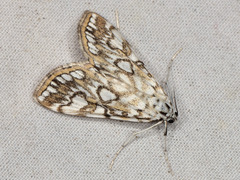 Elophila nymphaeata