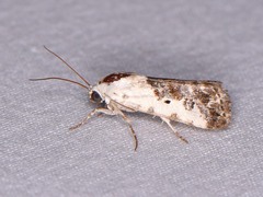 Ponometia phecolisca