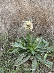 Dipsacus sativus