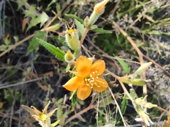 Mentzelia aspera