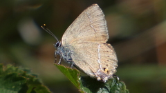 Satyrium spini
