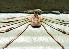 Leptobunus parvulus