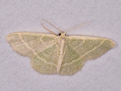 Chlorochlamys chloroleucaria