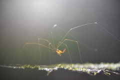 Sclerosomatidae